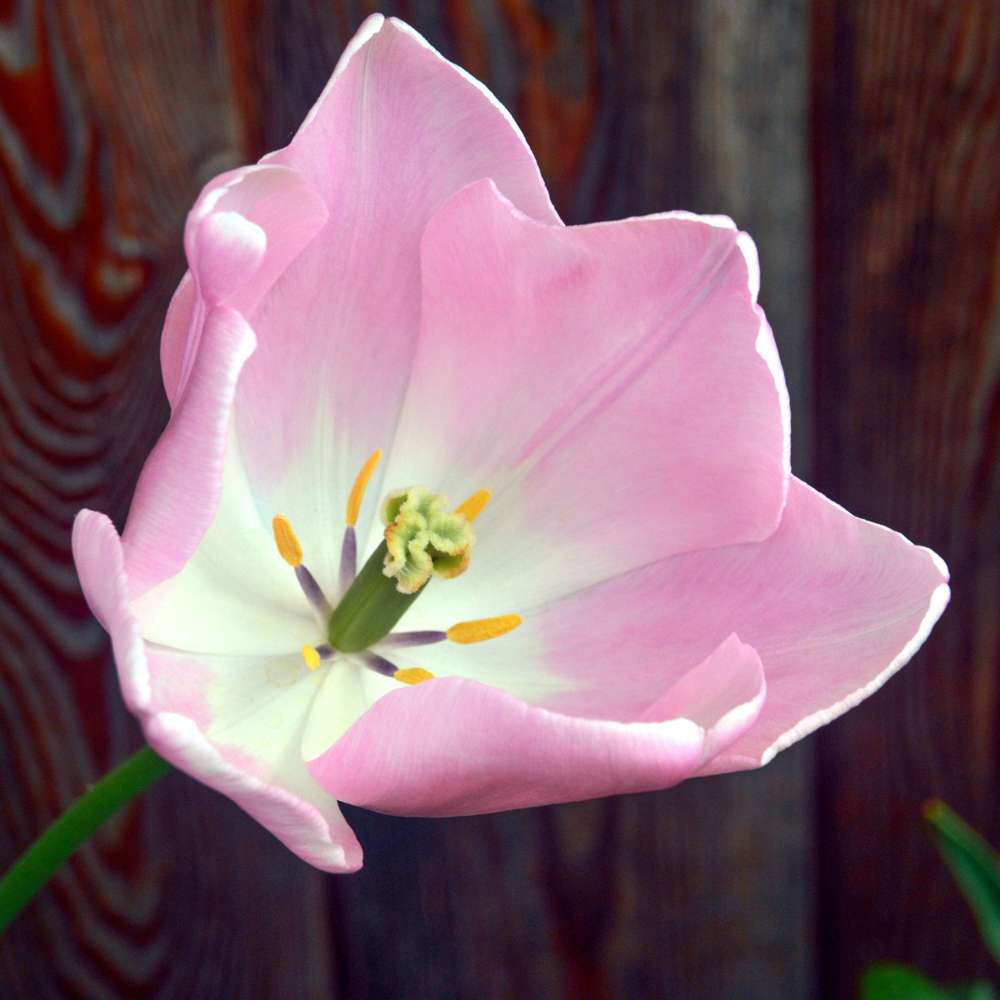 Tulipan 'Mango Charm'